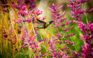 Hummingbird, bird, pink flowers wallpaper thumb