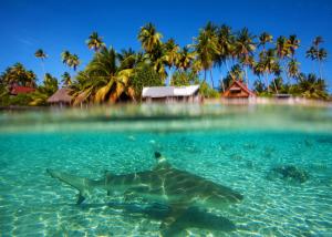 Shark under the Lagoon South Pacific wallpaper thumb