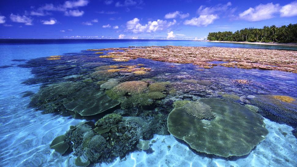 Beautiful Coral Reef wallpaper,trees HD wallpaper,coral HD wallpaper,clouds HD wallpaper,reef HD wallpaper,nature & landscapes HD wallpaper,1920x1080 wallpaper