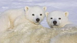 2 Cute Polar Bear Cubs wallpaper thumb