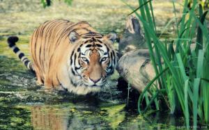Wild Tiger in Water wallpaper thumb
