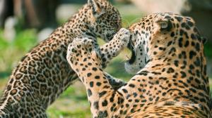 Leopard affection wallpaper thumb