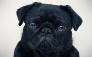 english bulldog, dog, black, puppy wallpaper thumb