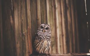 Dark Eyes Owl wallpaper thumb