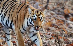 Tiger, predator, stripes wallpaper thumb