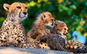 Big cats: Cheetahs wallpaper thumb