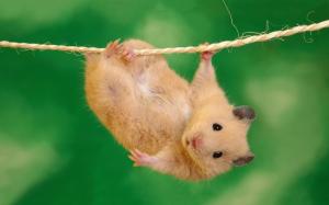 Hamster hang out wallpaper thumb