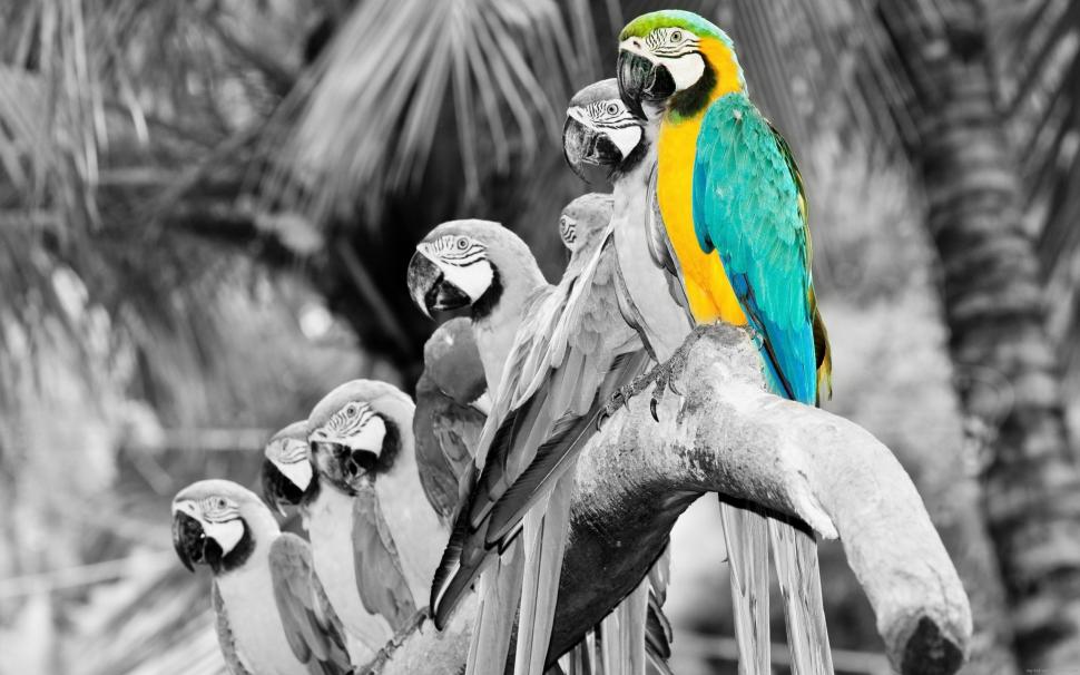 Colored effect on parrot wallpaper,parrot HD wallpaper,animal HD wallpaper,black and white HD wallpaper,grey HD wallpaper,2560x1600 wallpaper