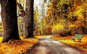 Park autumn nature, trees, yellow leaves, road, bench, frost wallpaper thumb
