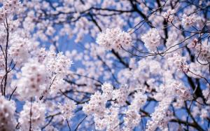 Japan, Matsumoto, Nagano Prefecture, cherry flowers bloom wallpaper thumb