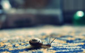 Little Snail wallpaper thumb