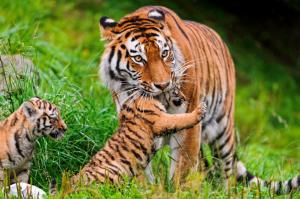 Tigers Cat, Amur wallpaper thumb