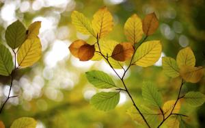 Autumn, leaves, blur, bokeh wallpaper thumb