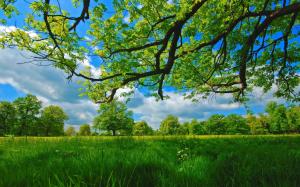 Summer, meadow, trees, grass, green wallpaper thumb