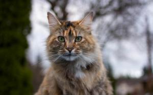 Cat portrait, face, blur background wallpaper thumb