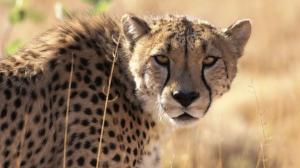 Cheetah HD wallpaper thumb