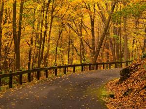 Park, trees, yellow leaves, road, autumn wallpaper thumb