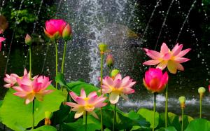 Beautiful lotus pond, pink flowers, green leaves wallpaper thumb