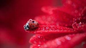 Red flower petals macro photography, dew, ladybug wallpaper thumb
