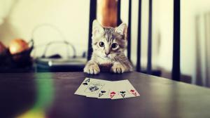 Kitten playing poker wallpaper thumb