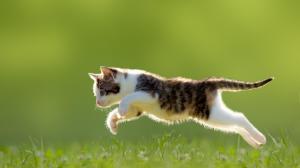 Kitten, grass, jumping, cute animal wallpaper thumb