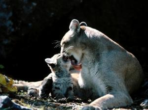 cougar and cub Animals Cougar Puma HD wallpaper thumb
