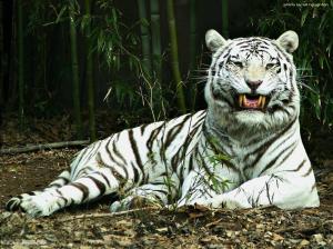 White Tiger At Forest wallpaper thumb