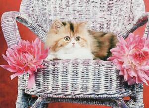 A Kitten On A Wicked Chair wallpaper thumb