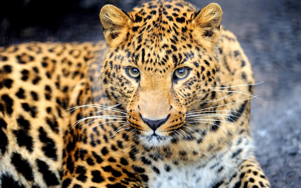 Animal predator, leopard, eyes, face wallpaper,Animal HD wallpaper,Predator HD wallpaper,Leopard HD wallpaper,Eyes HD wallpaper,Face HD wallpaper,2560x1600 wallpaper