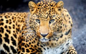 Animal predator, leopard, eyes, face wallpaper thumb