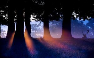 Nature forest trees, morning, sun rays, deer wallpaper thumb