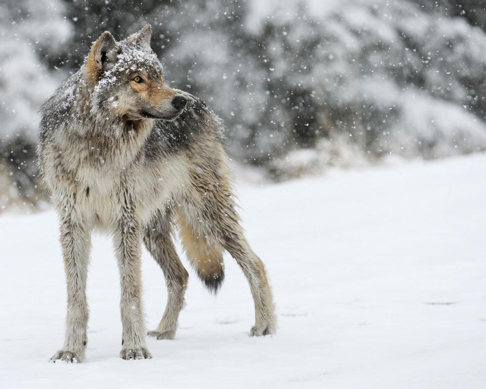Gray Wolf Looks wallpaper,wolf HD wallpaper,gray HD wallpaper,predator HD wallpaper,snow HD wallpaper,looks HD wallpaper,2960x2368 wallpaper