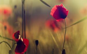 Flowers Poppies Red Field wallpaper thumb