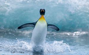 Antarctic penguins dance wallpaper thumb