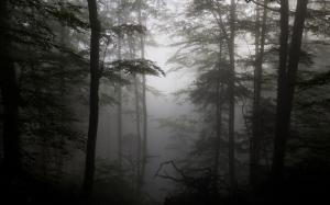 Forest Fog Driftwood Silhouettes Trees Free Photos wallpaper thumb