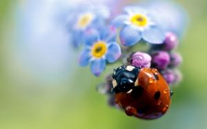 Ladybug on flower plant wallpaper thumb