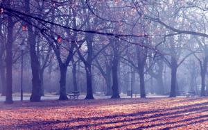 Autumn Trees In The Park wallpaper thumb