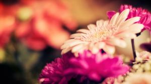 Focus gerbera flowers, petals, blur photography wallpaper thumb