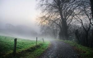 Morning, road, fog, trees wallpaper thumb