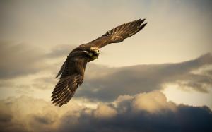 Switzerland, bird flight in sky, eagle, clouds wallpaper thumb