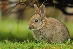 Rabbit in grass wallpaper thumb