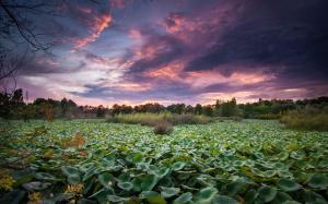 Water lily pond, trees, sunset, dusk wallpaper thumb