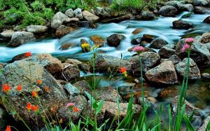 Blue Stream In Summer Forest wallpaper thumb