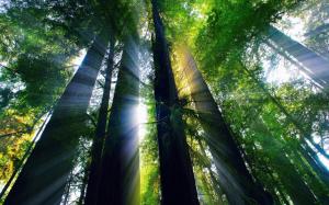 USA, California, summer forest, trees, sun rays wallpaper thumb