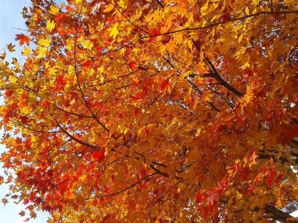 Tree, branches, leaves wallpaper,branches HD wallpaper,tree HD wallpaper,leaves HD wallpaper,purple HD wallpaper,autumn HD wallpaper,2048x1536 wallpaper