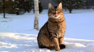 Cat With Tongue Touching Nose wallpaper thumb