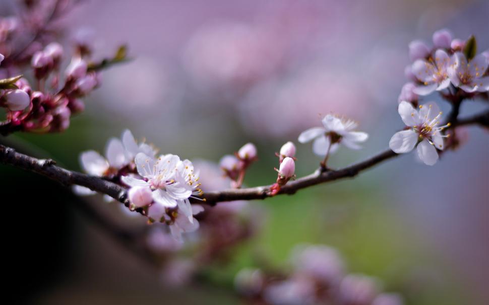 Pink cherry flowers, petals, blurry, spring wallpaper,Pink HD wallpaper,Cherry HD wallpaper,Flowers HD wallpaper,Petals HD wallpaper,Blurry HD wallpaper,Spring HD wallpaper,2560x1600 wallpaper