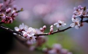 Pink cherry flowers, petals, blurry, spring wallpaper thumb