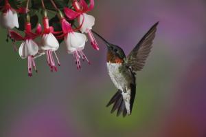 Hummingbird wallpaper thumb