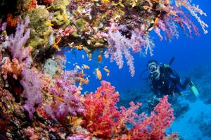 Sports Scuba Diving Ocean Sea Underwater Coral Reef People Background Free wallpaper thumb